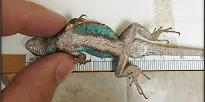 a person's hand holding a small lizard while measuring its length.