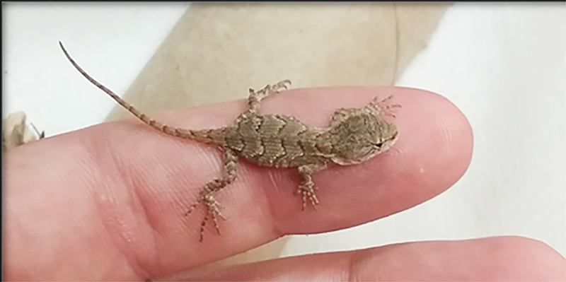 A small lizard sitting on a person's finger.