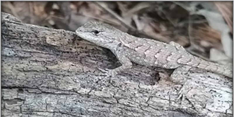 A lizard on a log in the forest.