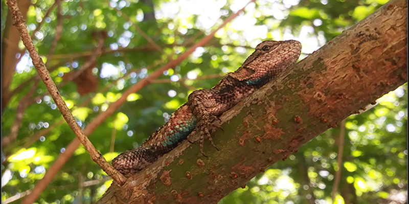 A lizard laying on a tree limb.